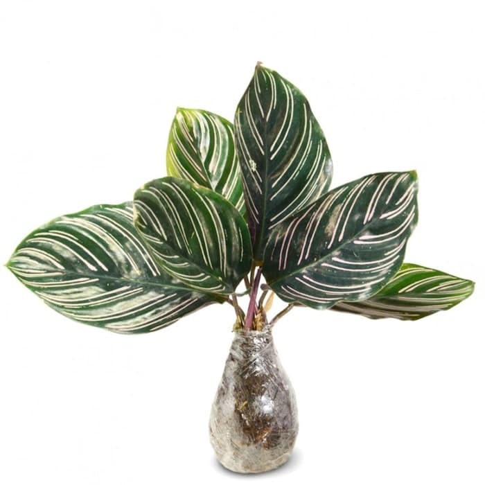 Tanaman Hias daun Calathea Ornata - daun calatea indoor