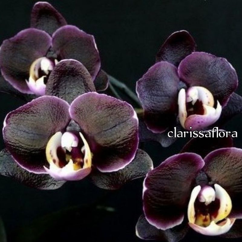 ANGGREK BULAN TAIWAN SUDAH SPIKE/KNOP