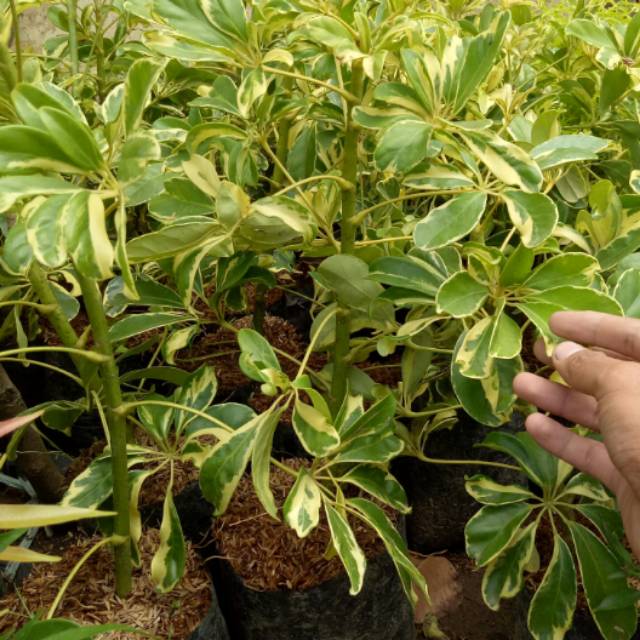 Tanaman hias Walisongo varigata daun lebar