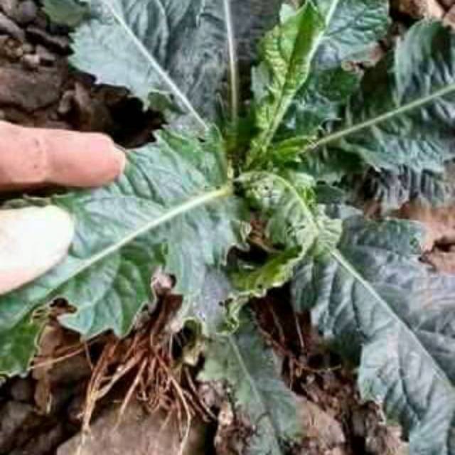 

Daun tapakliman segar,(500gram)