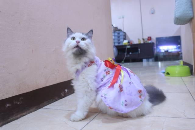 Dress ungu muda motif bunga lucu untuk kucing dan anjing / baju kucing murah size S-XL