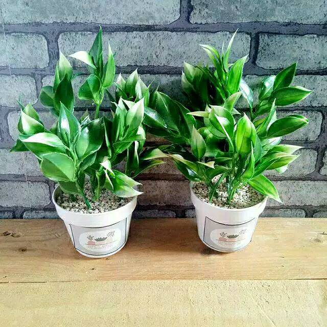 PD08 Daun Imitasi / Pot Daun Imitasi