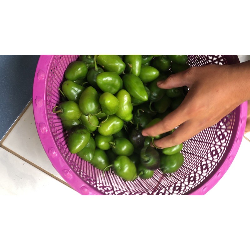 

CABE GENDOT 250 GRAM