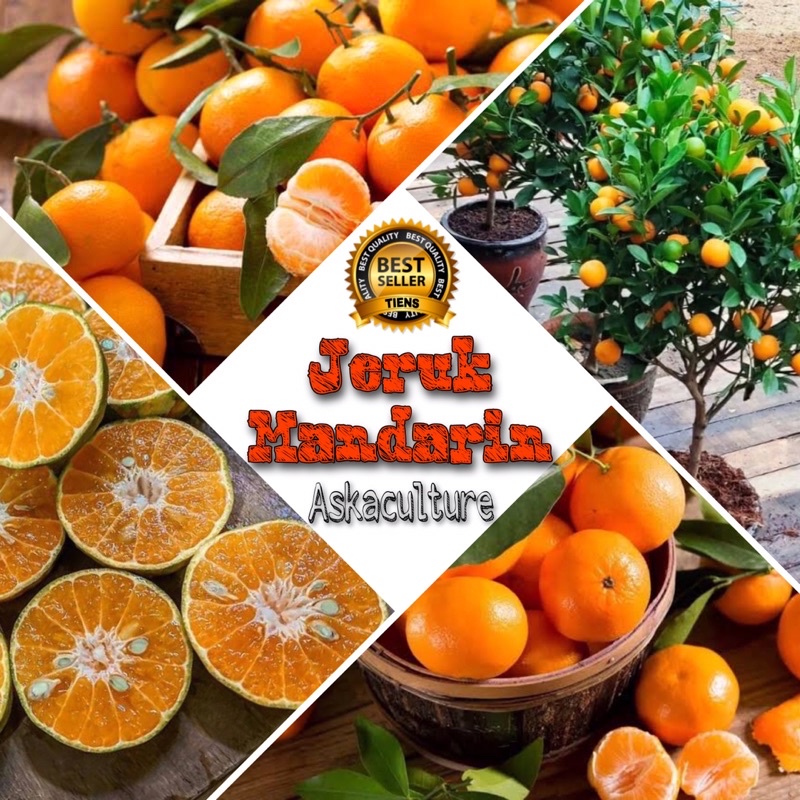 Mandarin Pakistan. Bibit Jeruk Manis Mandarin Kualitas Super Siap Tanam