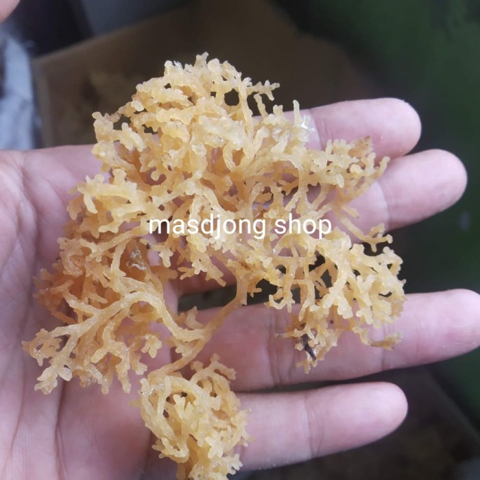

vd201gf Rumput Laut Kering 100% Original 500Gr Dscscv