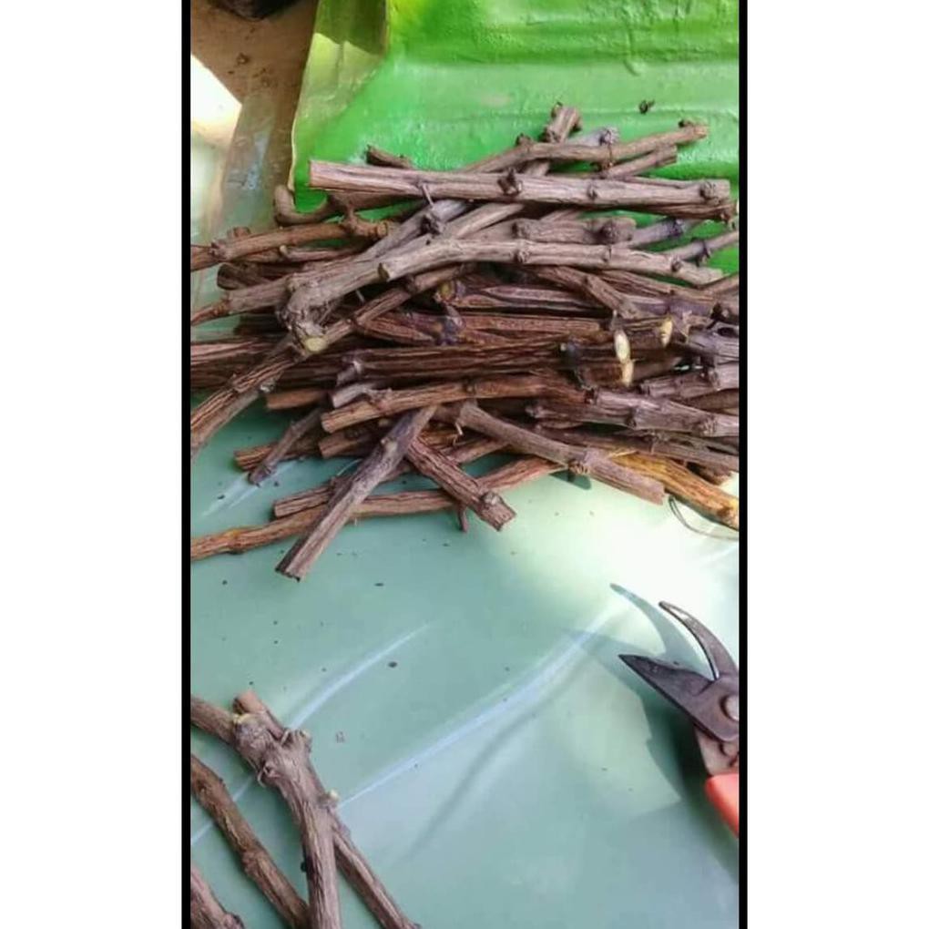5 Stek Cutting Bibit Anggur Ninel Import *_*