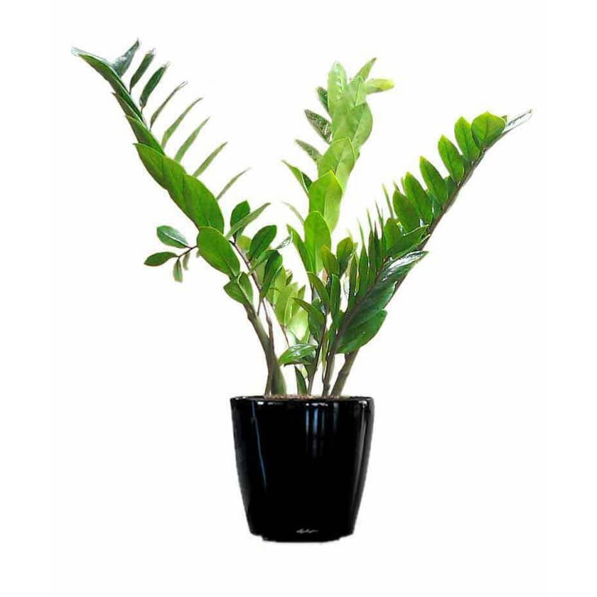 Bibit Tanaman Hias Zamia Culcas Variegated | Shopee Indonesia