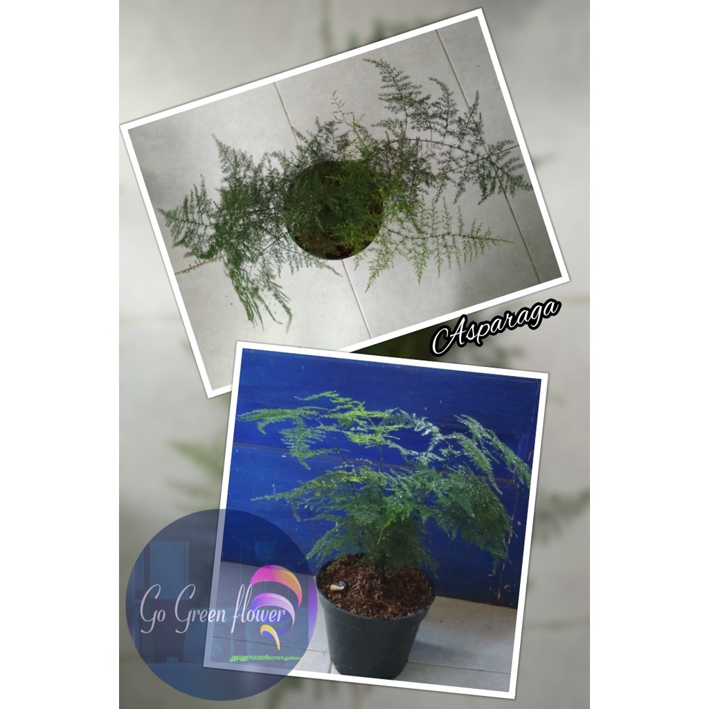 BIBIT BUNGA ASPARAGA / ASPARAGUS
