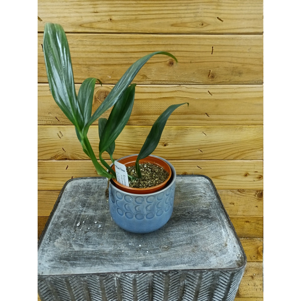 epipremnum amplissimum