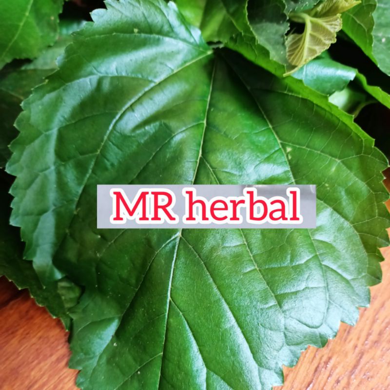 

Jual daun murbei atau babasaran segar 100 gram