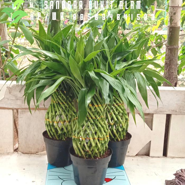 tanaman hias bambu hoki kepang/bambu cina/bambu air tinggi 45 cm + pot