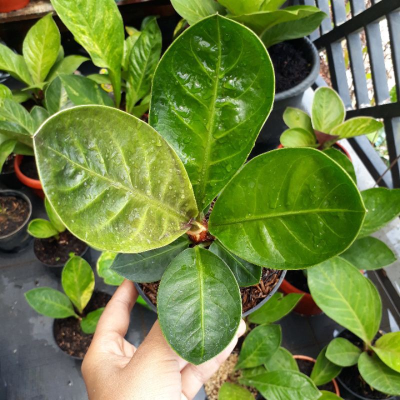 Jemani Mangkok curly