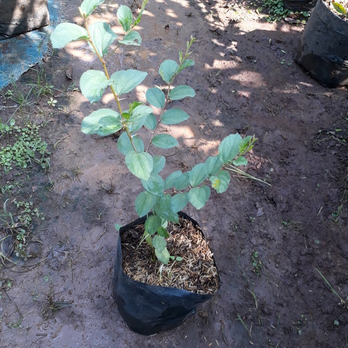 Produk Terkini Bibit Bidara Arab Tinggi 40Cm Daun Bidara Pohon Bidara