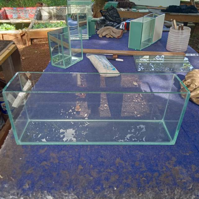 Soliter cupang soliter ikan cupang jantur cupang jantur ikan cupang soliter selfi aquarium