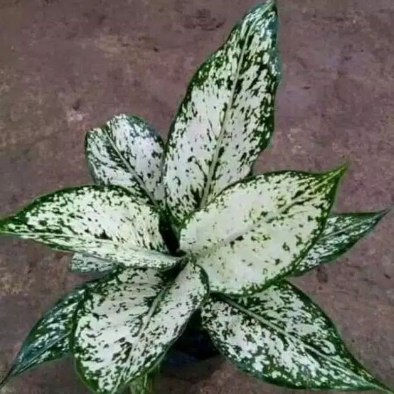Tanaman hias Snow White - Aglonema Snow White
