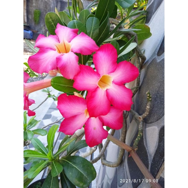 benih biji adenium obesum kamboja (isi 10 seed)