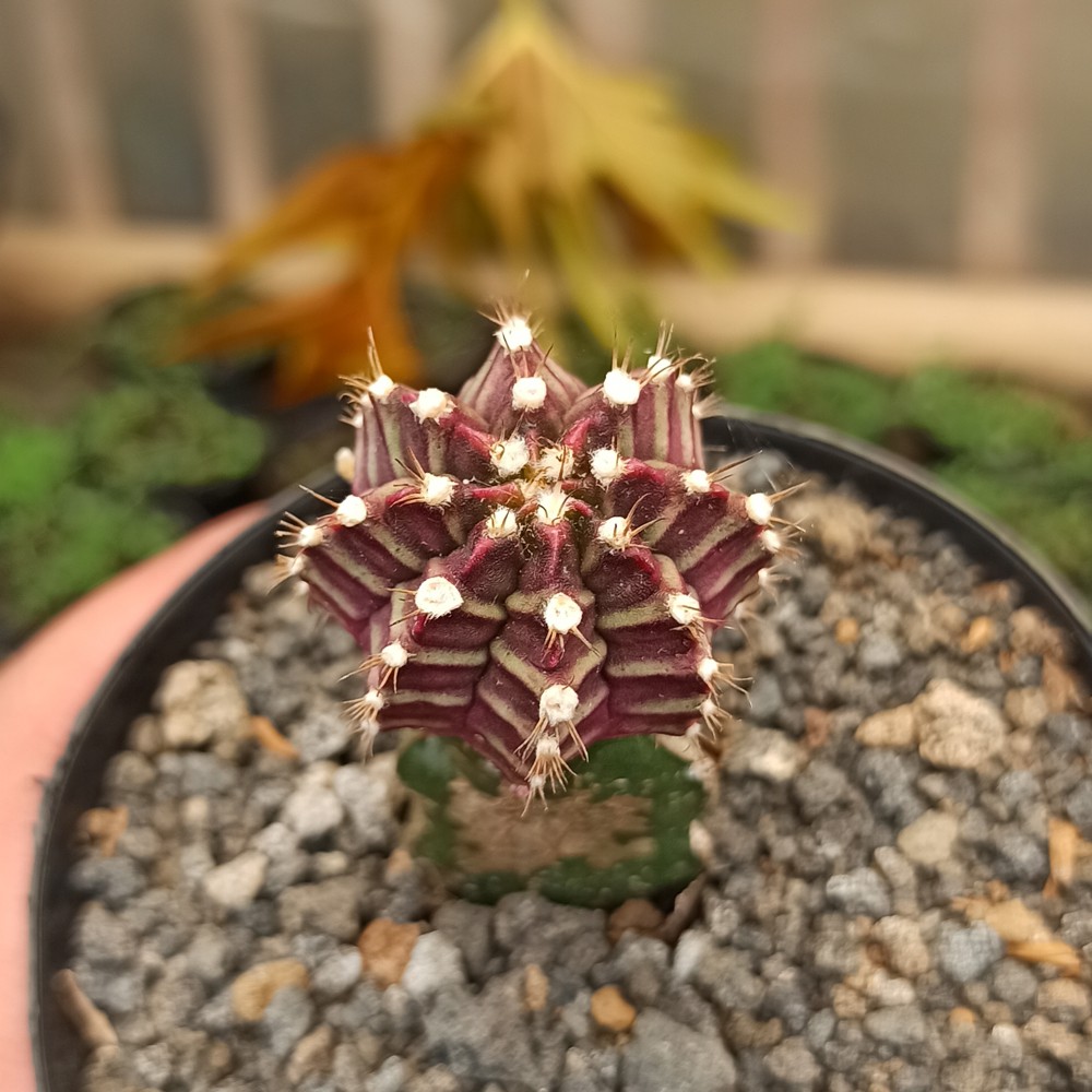 Kaktus Sukulen | 281. Gymnocalycium Mihanovichii - Purple