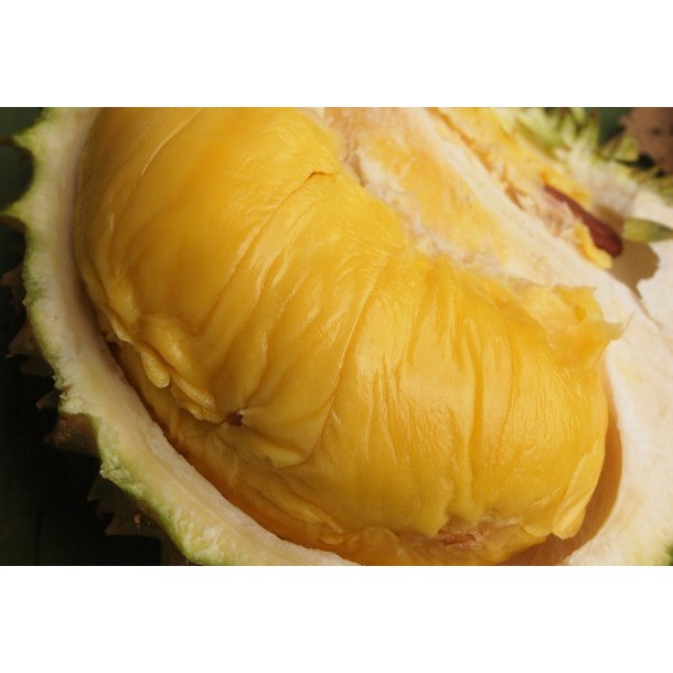 Bibit Durian Musangking Kaki 3 BONUS Miracle Fruit