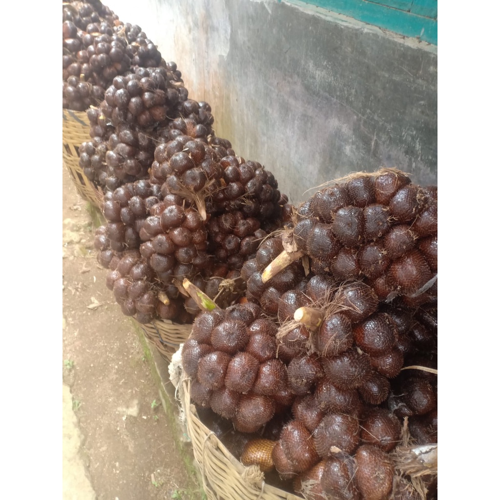Salak Pondoh Manis 1 kg Salak Pondoh Petani Salak Murah salak grosir pembelian 10kg