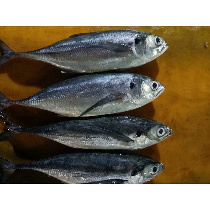 

Ikan Tengkek 1kg