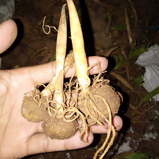 Bibit porang super tunas