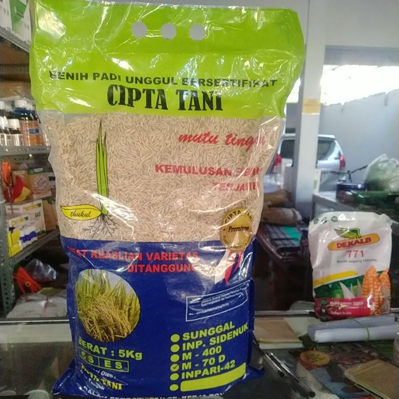 benih padi genjah m70d cipta tani Boyolali expaide januari 2023