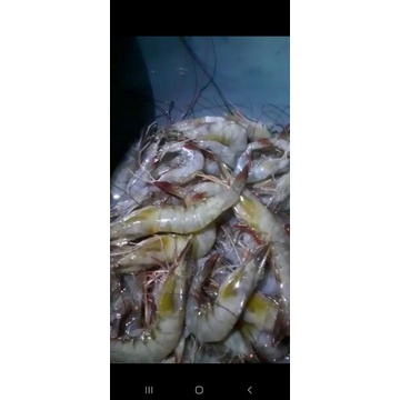 

udangsuper masih fres dan manis