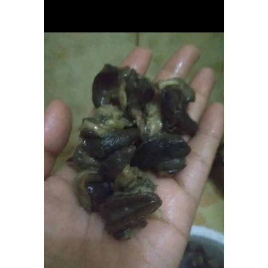 Bekicot mentah 1kg