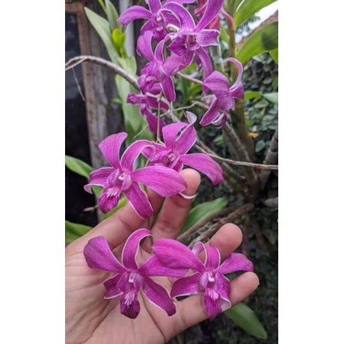 dendrobium Caesar red dewasa