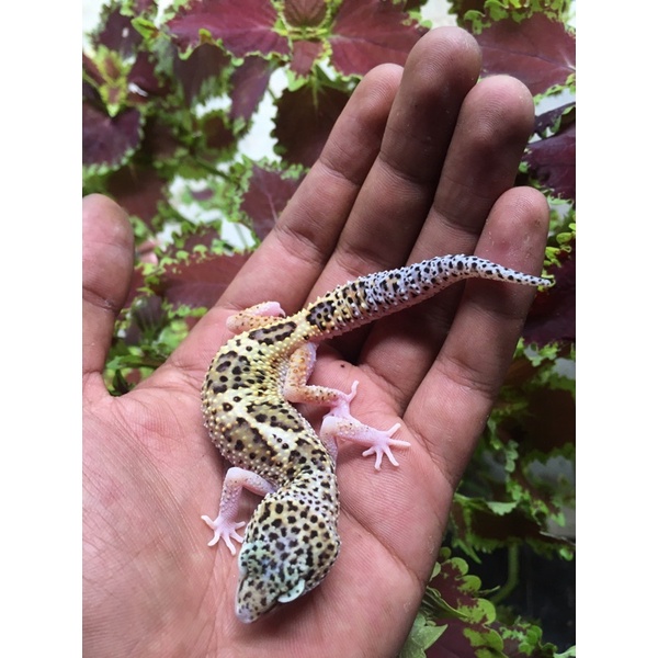 gecko leopard macksnow jungle stripe het eclipse