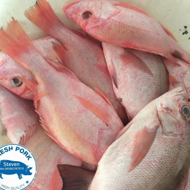 

◘ IKAN KAKAP MERAH EKORAN - FRESH RED SNAPPER FISH ☉