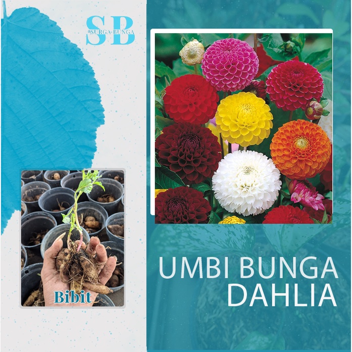 Umbi Bunga Dahlia Banyak Warna bergaransi