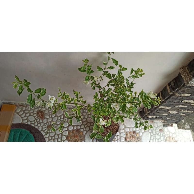 Bougenville Varigata Putih