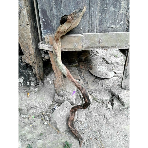 Kayu stigi ular wulung hitam asli santigi laut