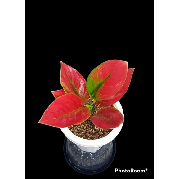 Aglaonema ayunindi size/ukuran remaja/aglonema ayunindi size remaja