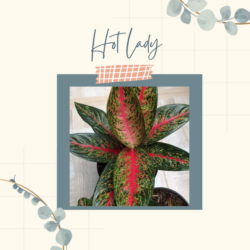 AGLONEMA HOT LADY Tanaman Hias Aglonema Hot Lady