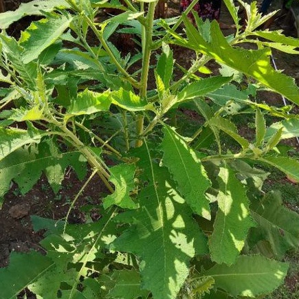 

Daun Sembung Segar 100gr