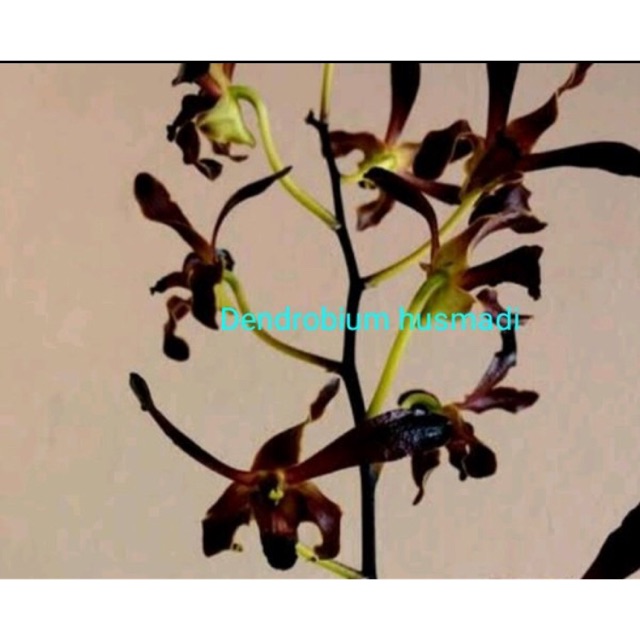 Anggrek Dendrobium Husmadi x lasianthera remaja