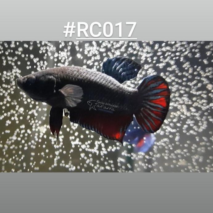 DISKON ikan cupang aduan MDS x Ipoh malaysia