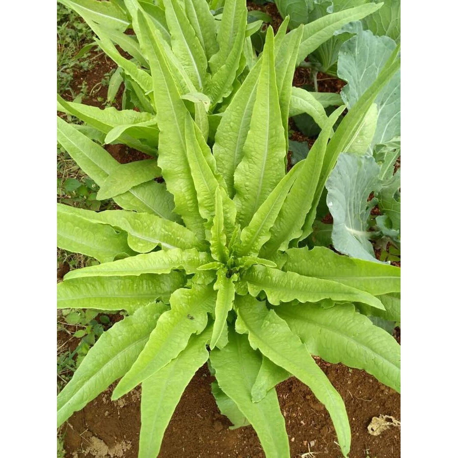 Benih Bibit Lettuce Siomak- 200benih