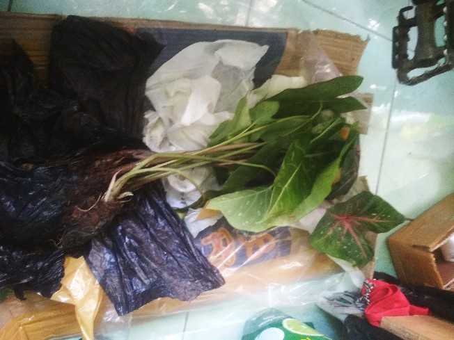 Tanaman Hias Keladi  Alocasia Silver /keladi Liku Sp Hutan