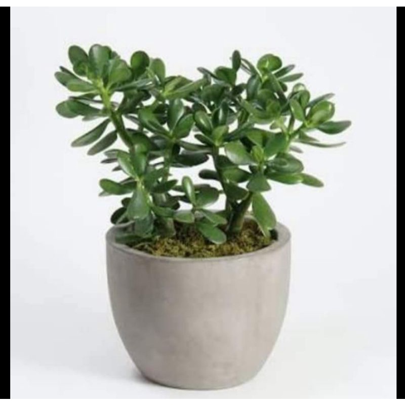 TANAMAN HIAS GIOK / JADE PLANT / GIOK JADE