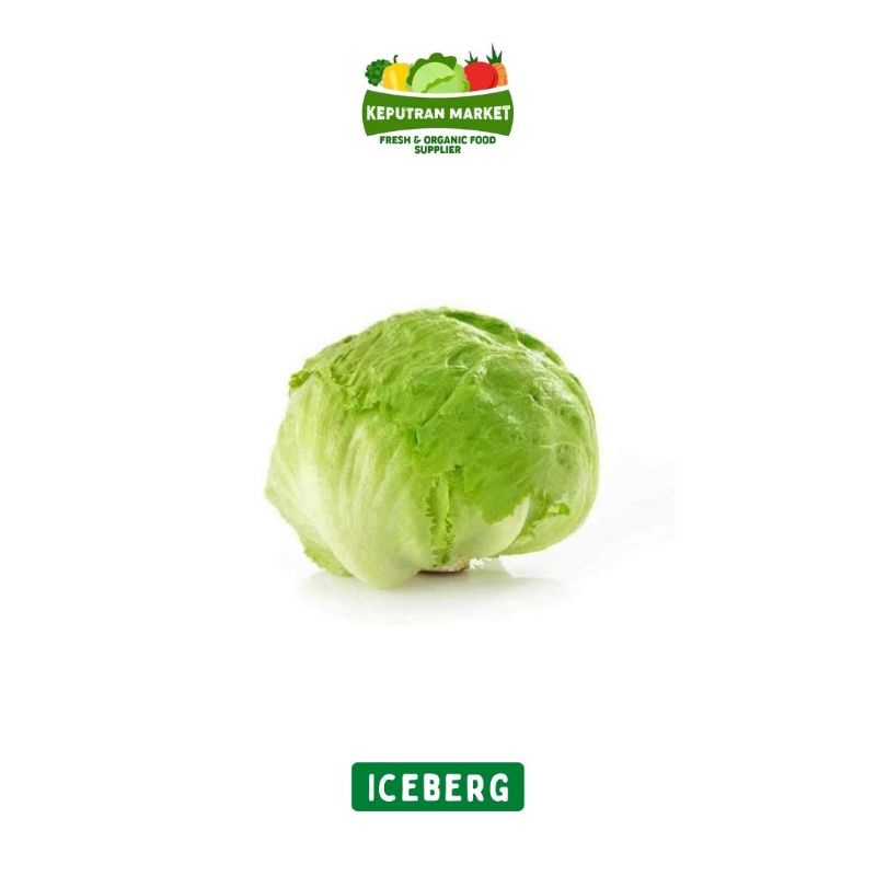 

Iceberg / Head Lettuce Per Kg / Produk Langka