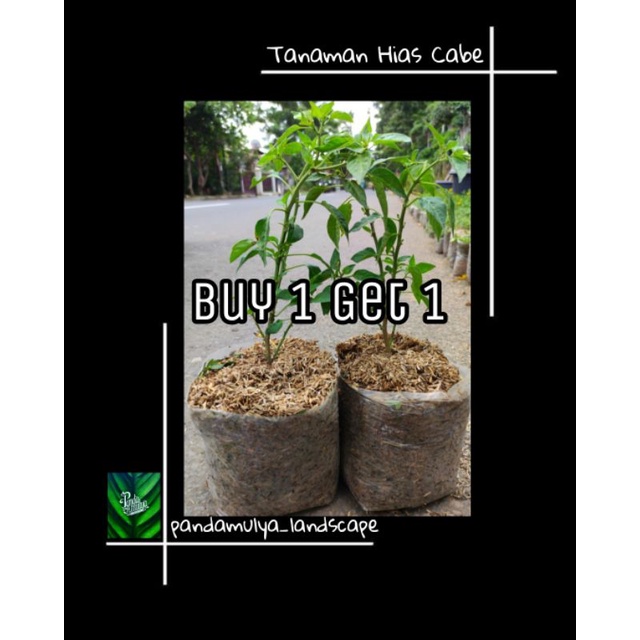 Tanaman Hias Cabe/Cabe Rawit