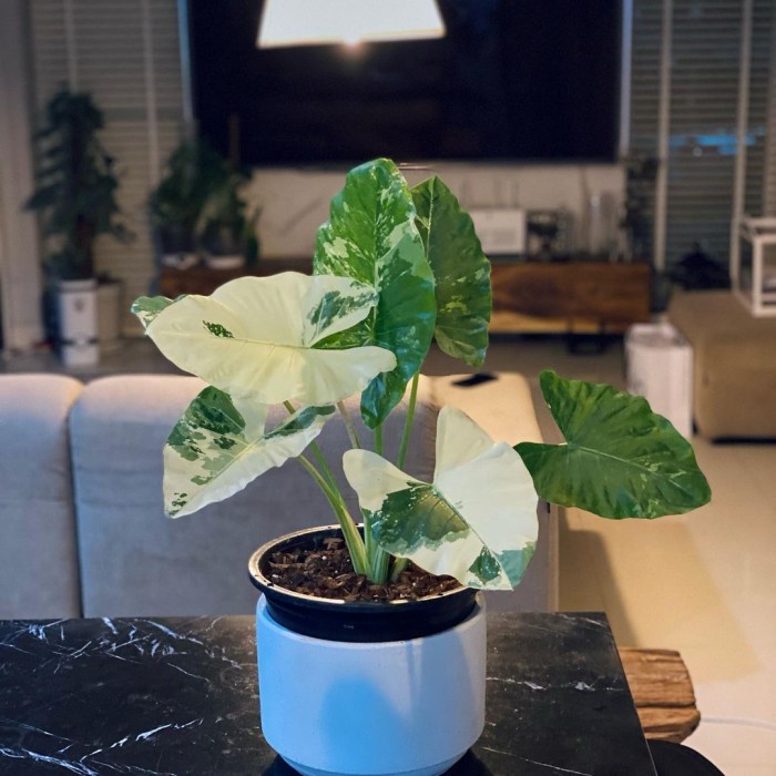 Sente Macrorrhiza Variegata, Sente Variegata, Tanaman Hias