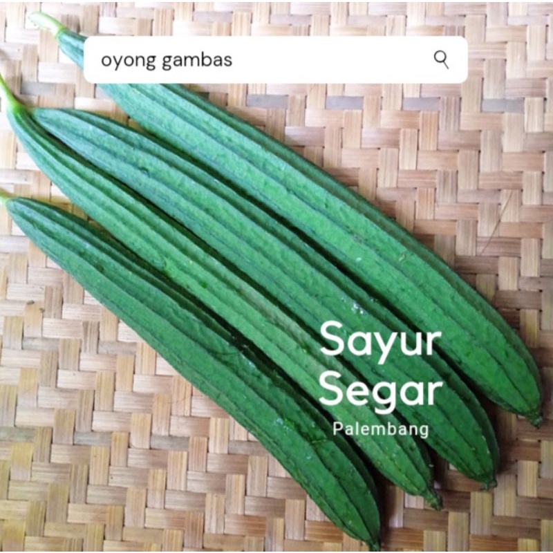 

Kisik Oyong Gambas Per 500 Gr Sayur Segar Palembang