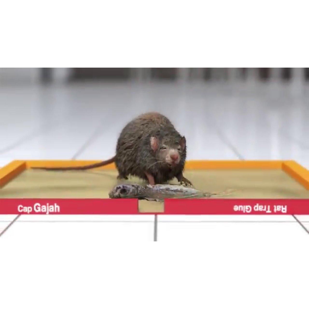 Lem Tikus Racun Tikus cap GAJAH Super Lengket Anti Bau1 PCS - Jebakan Tikus / Perangkap Tikus