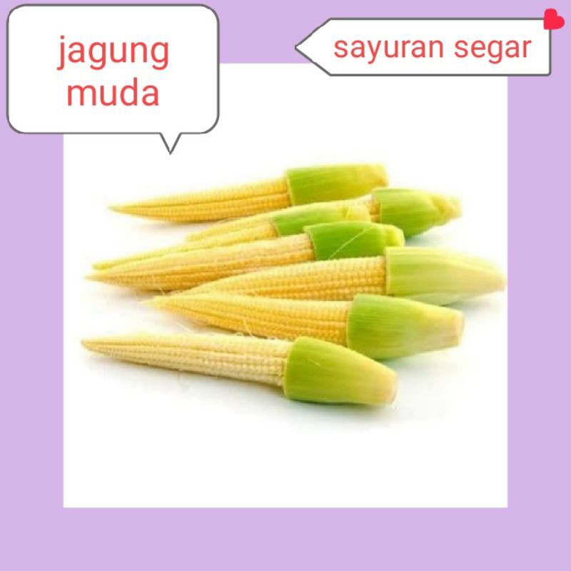 

JAGUNG MUDA
