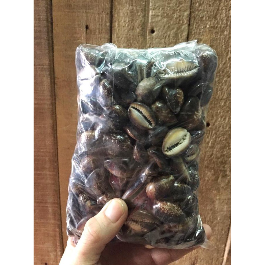 KERANG HITAM LAUT ASLI DARI ALAM BERKUALITAS BIJI CONGKLAK MU