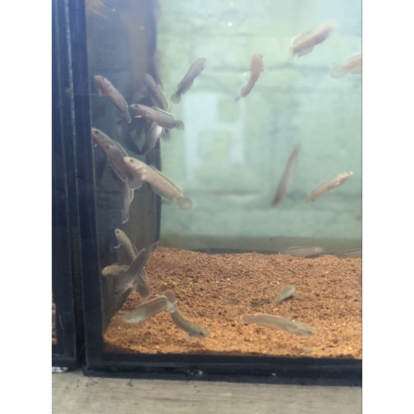 limbata lawu cb premium